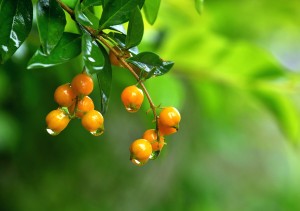 青萍诗歌系列之《落雨的秋》（同题诗十二首）