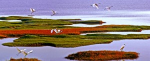 马行诗歌：在入海口看黄河水流呀流