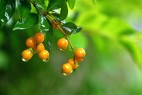 青萍诗歌系列之《落雨的秋》(同题诗十二首)