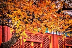 青萍诗歌系列之《藏在心里的秋天》（同题诗文十首）