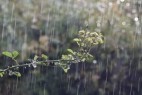 青萍诗歌系列之《落雨的秋》(同题诗文五首)